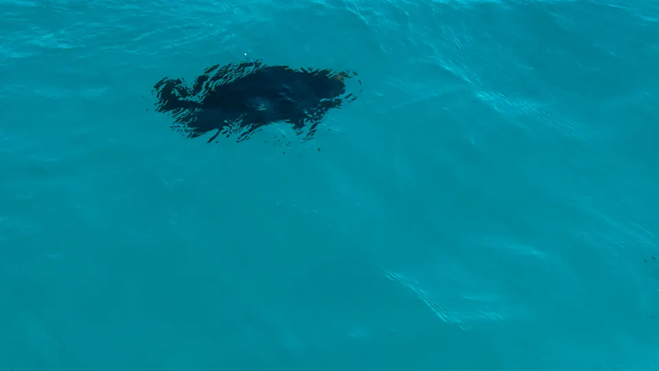 Several dolphins moving together in deep blue water