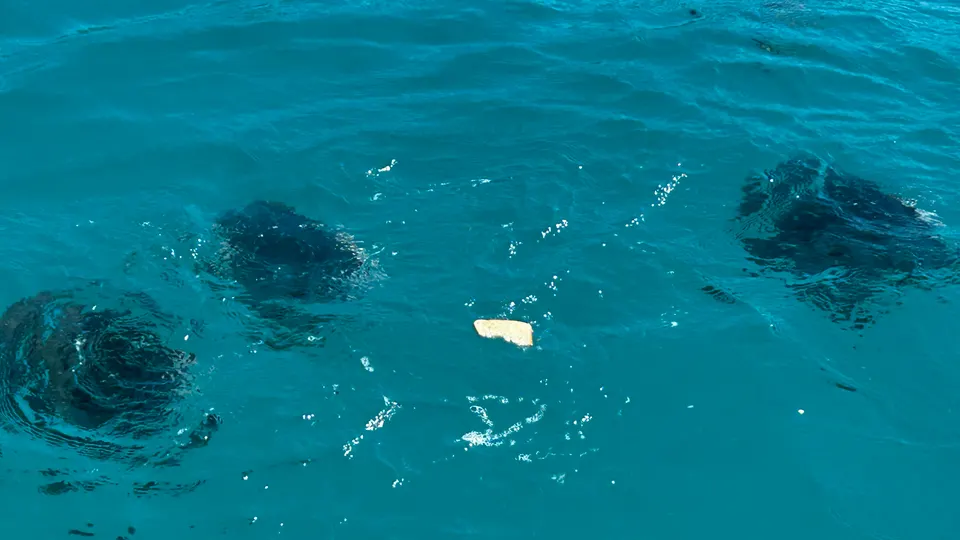 A dolphin breaking the surface beside the boat