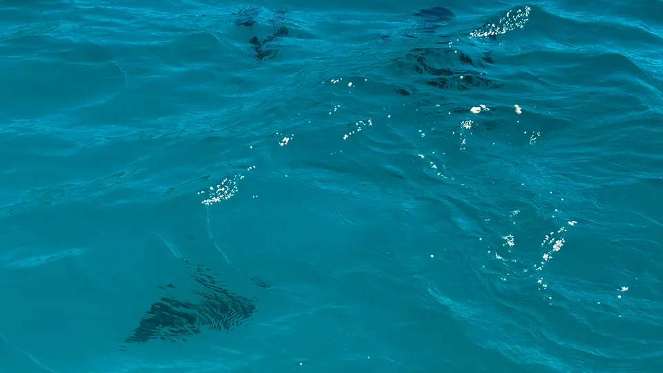 Dolphins offshore Beau Vallon in the early hours