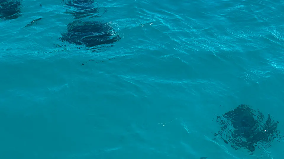 A pod of dolphins swimming below the surface offshore