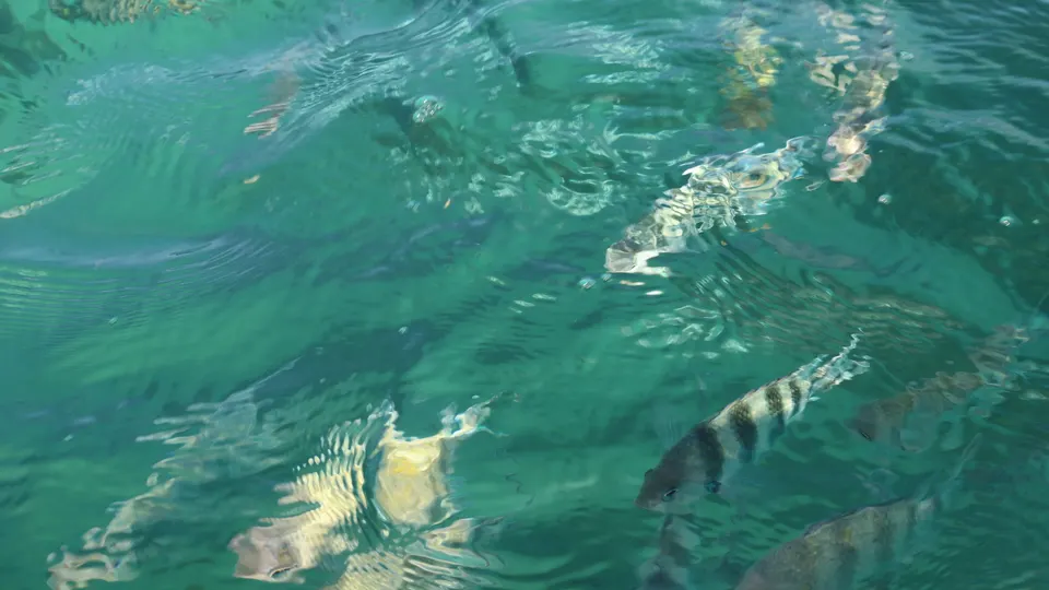 A shoal of reef fish just under the surface in clear green water