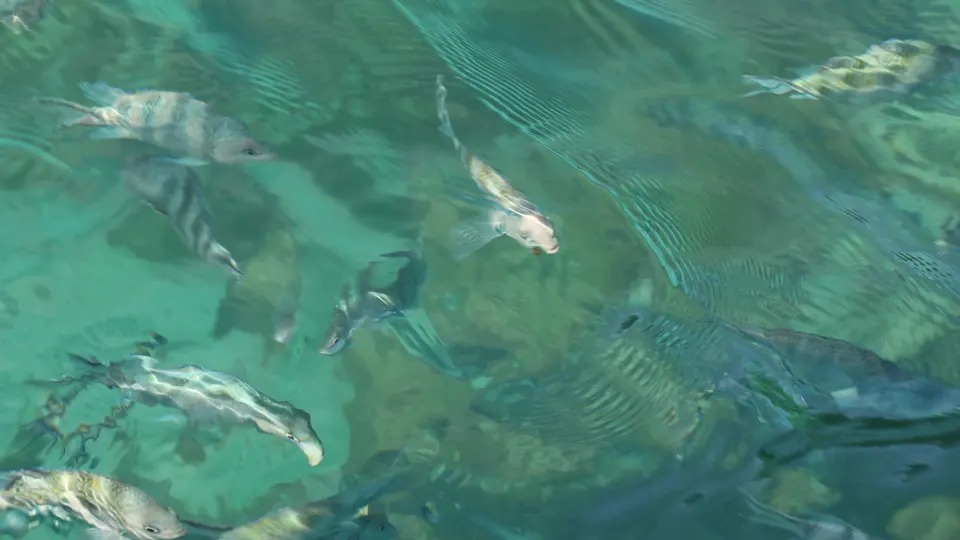 Reef fish drifting over pale sand in turquoise water